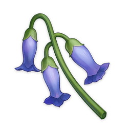 muguet bleu (baizhu, qiqi, xinyan)