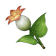 Lys_calla