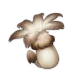 champignon_anemophile