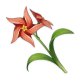 chrysantheme_a_aubes