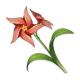 chrysantheme_aube