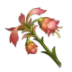 fleur_funeraire