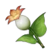 lys_calla